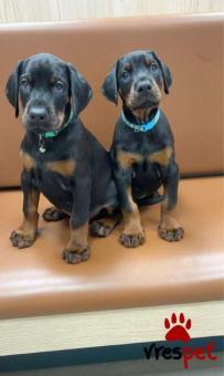 Ράτσα: Ντόμπερμαν - Doberman | Ηλικία: 3 μηνών | Φύλο: Θηλυκό | Αρ. Microchip: 547445473266 | Ιδιώτης | Pedigree | Περιοχή: Αθήνα, Αττική