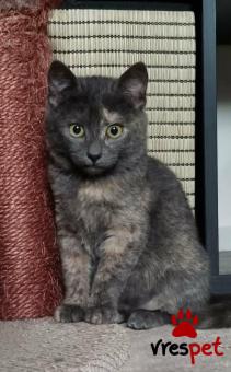 Ράτσα: Άγνωστο - Ημίαιμο | Ηλικία: 2,5 μηνών | Φύλο: Θηλυκό | Αρ. Microchip: 00000000000  | Περιοχή: Άλιμος, Αττική