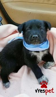 Ράτσα: Γκόλντεν Ριτρίβερ - Golden Retriever | Ηλικία: 2 μηνών | Φύλο: Αρσενικό | Αρ. Microchip: 0 | Περιοχή: Μινώα Πεδιάδα, Κρήτη