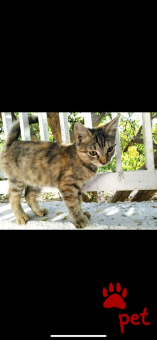 Ράτσα: Γάτα του Αιγαίου | Ηλικία: 4 μηνών | Φύλο: Θηλυκό | Αρ. Microchip: 000 | Περιοχή: Αττική