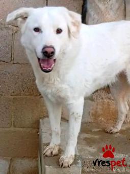 Ράτσα: Άγνωστο - Ημίαιμο | Ηλικία: 4 ετών | Φύλο: Αρσενικό | Αρ. Microchip: - | Περιοχή: Κιλκίς, Μακεδονία