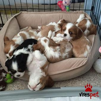 Ράτσα: Σπάνιελ Βασιλιά Καρόλου Καφέ - King Charles Spaniel | Ηλικία: 3 μηνών | Φύλο: Αρσενικό | Αρ. Microchip: 978101082345650 | Ιδιώτης | Εκπαιδευμένο | Pedigree | Περιοχή: Αθήνα, Αττική