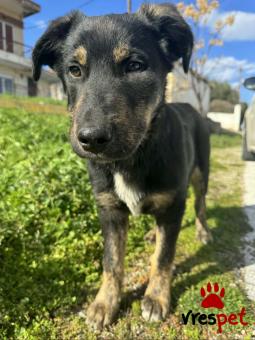 Ράτσα: Άγνωστο - Ημίαιμο | Ηλικία: 5 μηνών | Φύλο: Αρσενικό | Αρ. Microchip: - | Περιοχή: Κιλκίς, Μακεδονία