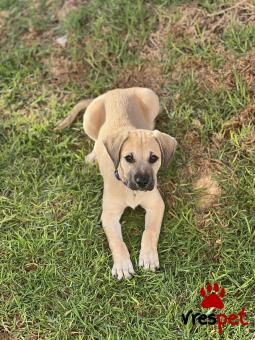 Ράτσα: Άγνωστο - Ημίαιμο | Ηλικία: 3 μηνών | Φύλο: Θηλυκό | Αρ. Microchip: 000000000000008 | Περιοχή: Καλύβια Θορικού, Αττική