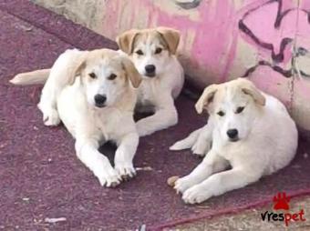 Ράτσα: Άγνωστο - Ημίαιμο | Ηλικία: 3 μηνών | Φύλο: Θηλυκό | Αρ. Microchip: 0000000 | Περιοχή: Κορδελιό Εύοσμος, Θεσσαλονίκη