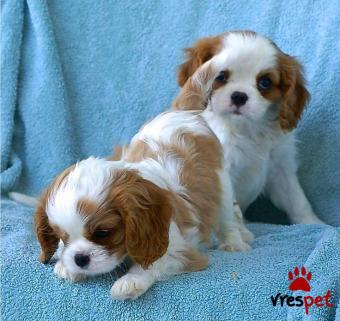Ράτσα: Σπάνιελ Βασιλιά Καρόλου Καφέ - King Charles Spaniel | Ηλικία: 2,5 μηνών | Φύλο: Θηλυκό | Αρ. Microchip: 985113009734721 | Ιδιώτης | Εκπαιδευμένο | Pedigree | Περιοχή: Αθήνα, Αττική