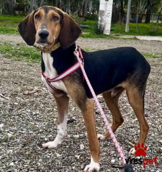 Ράτσα: Άγνωστο - Ημίαιμο | Ηλικία: 1 έτους | Φύλο: Αρσενικό | Αρ. Microchip: Keno | Περιοχή: Νέα Σμύρνη, Αττική