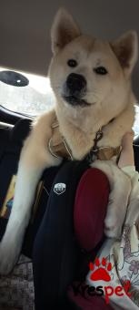 Ράτσα: Ακίτα Γιαπωνέζικος - Akita inu | Ηλικία: 1 έτους | Φύλο: Αρσενικό | Αρ. Microchip: 0000000000000000000 | Ιδιώτης | Εκπαιδευμένο | Περιοχή: Κομοτηνή, Θράκη