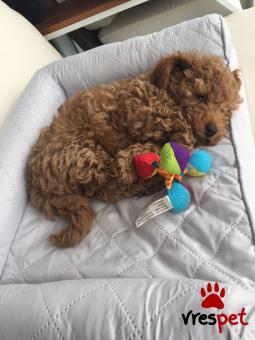 Ράτσα: Κανίς μίνι μαύρο - Canishe black | Ηλικία: 3 μηνών | Φύλο: Θηλυκό | Αρ. Microchip: 985113010734721 | Ιδιώτης | Εκπαιδευμένο | Pedigree | Περιοχή: Αθήνα, Αττική