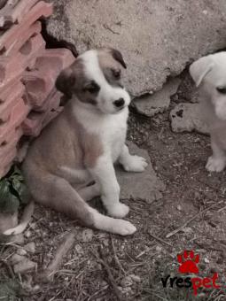 Ράτσα: Άγνωστο - Ημίαιμο | Ηλικία: 2 μηνών | Φύλο: Θηλυκό | Αρ. Microchip: 0000000 | Περιοχή: Κορδελιό Εύοσμος, Θεσσαλονίκη