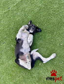 Ράτσα: Λαμπραντόρ - Labrador | Ηλικία: 3 μηνών | Φύλο: Αρσενικό | Αρ. Microchip: 0 | Ημίαιμο | Περιοχή: Γλυφάδα, Αττική