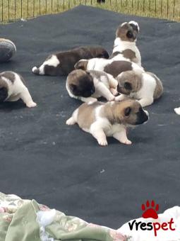 Ράτσα: Ακίτα Γιαπωνέζικος - Akita inu | Ηλικία: 3 μηνών | Φύλο: Θηλυκό | Αρ. Microchip: 985113889825630 | Ιδιώτης | Εκπαιδευμένο | Pedigree | Περιοχή: Αθήνα, Αττική