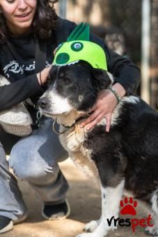 Ράτσα: Άγνωστο - Ημίαιμο | Ηλικία: 5+ | Φύλο: Θηλυκό | Αρ. Microchip: . | Περιοχή: Νέα Σμύρνη, Αττική