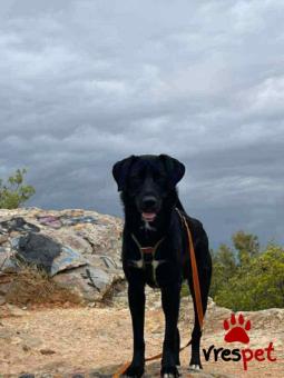 Ράτσα: Άγνωστο - Ημίαιμο | Ηλικία: 2 ετών | Φύλο: Αρσενικό | Αρ. Microchip: - | Ημίαιμο | Περιοχή: Νέα Σμύρνη, Αττική