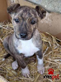 Ράτσα: Άγνωστο - Ημίαιμο | Ηλικία: 2 μηνών | Φύλο: Θηλυκό | Αρ. Microchip: - | Περιοχή: Κιλκίς, Μακεδονία