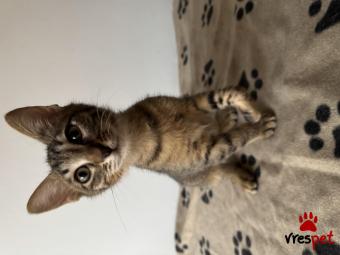 Ράτσα: Άγνωστο - Ημίαιμο | Ηλικία: 4 μηνών | Φύλο: Αρσενικό | Αρ. Microchip: 0 | Περιοχή: Ζωγράφου, Αττική