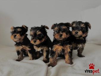 Ράτσα: Γιόρκσάϊρ τεριέ - Yorkshire Terrier | Ηλικία: 3 μηνών | Φύλο: Θηλυκό | Αρ. Microchip: 11009365789333 | Έμπορος | Ιδιώτης | Εκπαιδευμένο | Για ζευγάρωμα | Pedigree | 