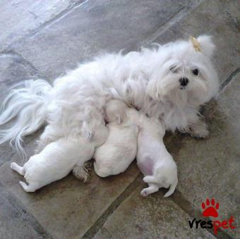 Ράτσα: Μαλτέζ - Maltese | Ηλικία: 2,5 μηνών | Φύλο: Αρσενικό | Αρ. Microchip: 985113021734721 | Ιδιώτης | Εκπαιδευμένο | Pedigree | Περιοχή: Αθήνα, Αττική