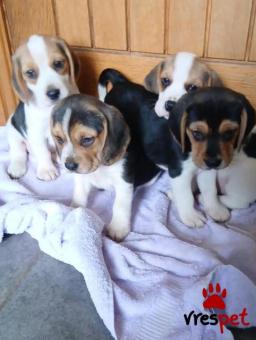 Ράτσα: Μπίγκλ - Beagle | Ηλικία: 3 μηνών | Φύλο: Θηλυκό | Αρ. Microchip: 9745784690226 | Ιδιώτης | Εκπαιδευμένο | Pedigree | Περιοχή: Αττική