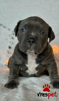 Ράτσα: Πίτ μπούλ - pitbull | Ηλικία: 2,5 μηνών | Φύλο: Θηλυκό | Αρ. Microchip: 906890467846789 | Ιδιώτης | Εκπαιδευμένο | Pedigree | Περιοχή: Αθήνα, Αττική