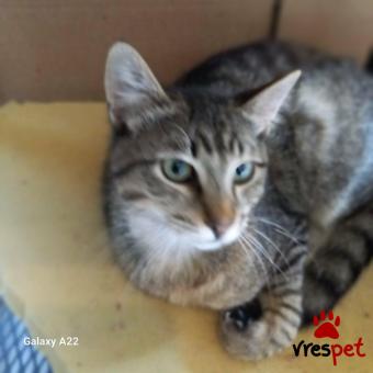 Ράτσα: Άγνωστο - Ημίαιμο | Ηλικία: 7 μηνών | Φύλο: Αρσενικό | Αρ. Microchip: 000000000000000000000 | Ημίαιμο | Περιοχή: Χαϊδάρι, Αττική