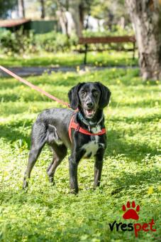Ράτσα: Άγνωστο - Ημίαιμο | Ηλικία: 1 έτους | Φύλο: Αρσενικό | Αρ. Microchip: - | Περιοχή: Νέα Σμύρνη, Αττική