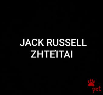 Ράτσα: Τζακ Ράσελ Τεριέ - Jack Russell Terrier | Ηλικία: 4 μηνών | Φύλο: Αρσενικό | Αρ. Microchip: 123456789 | 