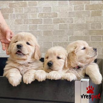 Ράτσα: Γκόλντεν Ριτρίβερ - Golden Retriever | Ηλικία: 2 μηνών | Φύλο: Αρσενικό | Αρ. Microchip: 985113104567893 | Περιοχή: Αθήνα, Αττική