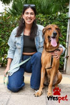 Ράτσα: Άγνωστο - Ημίαιμο | Ηλικία: 5+ | Φύλο: Αρσενικό | Αρ. Microchip: - | Περιοχή: Νέα Σμύρνη, Αττική