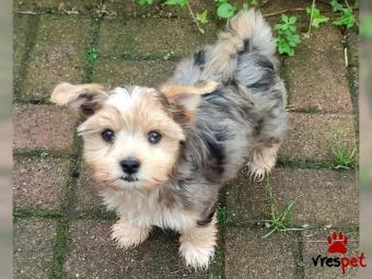 Ράτσα: Γιόρκσάϊρ τεριέ - Yorkshire Terrier | Ηλικία: 3 μηνών | Φύλο: Αρσενικό | Αρ. Microchip: 483562373833 | Περιοχή: Αττική