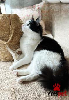 Ράτσα: Περσική | Ηλικία: 2 ετών | Φύλο: Θηλυκό | Αρ. Microchip: 00000000000 | Ιδιώτης | Περιοχή: Θεσσαλονίκη, Θεσσαλονίκη