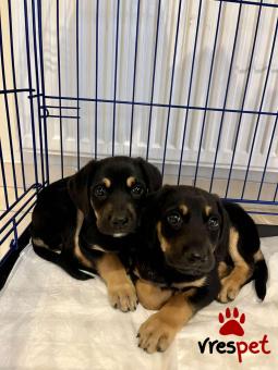 Ράτσα: Άγνωστο - Ημίαιμο | Ηλικία: 2 μηνών | Φύλο: Αρσενικό | Αρ. Microchip: - | Περιοχή: Νέα Σμύρνη, Αττική