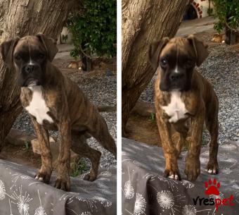 Ράτσα: Μπόξερ - Boxer | Ηλικία: 4 μηνών | Φύλο: Αρσενικό | Αρ. Microchip: 900215005362481 | Ιδιώτης | Περιοχή: Καλαμαριά, Θεσσαλονίκη