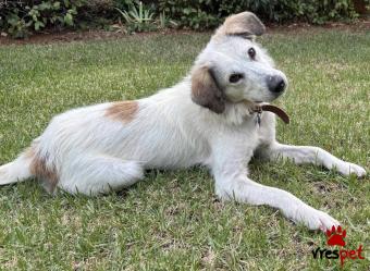Ράτσα: Λαμπραντόρ - Labrador | Ηλικία: 8 μηνών | Φύλο: Θηλυκό | Αρ. Microchip: 968000010068430 | Περιοχή: Παιανία, Αττική