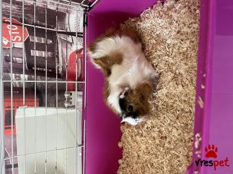 Είδος: - Άλλο - | Περιοχή: Δωδεκάνησα