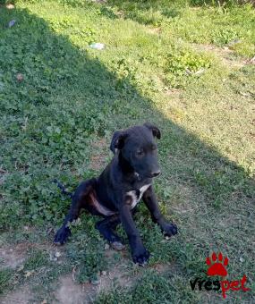 Ράτσα: Λαμπραντόρ - Labrador | Ηλικία: 2,5 μηνών | Φύλο: Αρσενικό | Αρ. Microchip: - | Ημίαιμο | Περιοχή: Θεσσαλονίκη, Θεσσαλονίκη