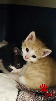 Ράτσα: Άγνωστο - Ημίαιμο | Ηλικία: 2 μηνών | Φύλο: Αρσενικό | Αρ. Microchip: - | Περιοχή: Νέα Σμύρνη, Αττική