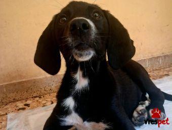 Ράτσα: Άγνωστο - Ημίαιμο | Ηλικία: 4 μηνών | Φύλο: Αρσενικό | Αρ. Microchip: 000000000000000000000 | Ημίαιμο | Περιοχή: Χαϊδάρι, Αττική