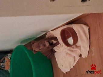 Ράτσα: Πίτ μπούλ - pitbull | Ηλικία: 2 μηνών | Φύλο: Θηλυκό | Αρ. Microchip: Δεν | Ιδιώτης | Περιοχή: Αττική