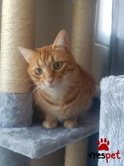 Ράτσα: Γάτα του Αιγαίου | Ηλικία: 3 ετών | Φύλο: Θηλυκό | Αρ. Microchip: 0000000 | Περιοχή: Ρόδος, Δωδεκάνησα