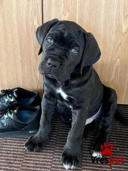 Ράτσα: Κανέ Κόρσο - Cane Corso | Ηλικία: 3 μηνών | Φύλο: Αρσενικό | Αρ. Microchip: 978101602345678 | Ιδιώτης | Εκπαιδευμένο | Pedigree | Περιοχή: Αθήνα, Αττική