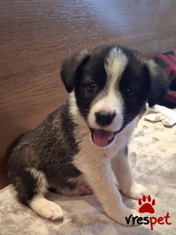 Ράτσα: Άγνωστο - Ημίαιμο | Ηλικία: 2 μηνών | Φύλο: Θηλυκό | Αρ. Microchip: 0 | Ημίαιμο | Περιοχή: Γλυφάδα, Αττική