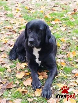 Ράτσα: Άγνωστο - Ημίαιμο | Ηλικία: 3 ετών | Φύλο: Αρσενικό | Αρ. Microchip: 0000000000000000000000000000000000 | Περιοχή: Διόν Όλυμπος, Μακεδονία