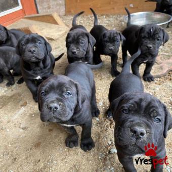 Ράτσα: Κανέ Κόρσο - Cane Corso | Ηλικία: 3 μηνών | Φύλο: Αρσενικό | Αρ. Microchip: 985114521870055 | Ιδιώτης | Εκπαιδευμένο | Pedigree | Περιοχή: Αθήνα, Αττική