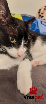 Ράτσα: Άγνωστο - Ημίαιμο | Ηλικία: 8 μηνών | Φύλο: Θηλυκό | Αρ. Microchip: 00000 | Περιοχή: Πυλαία-Χορτιάτης, Θεσσαλονίκη