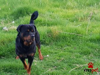 Ράτσα: Ροτβάϊλερ - Rottweiler | Ηλικία: 5 μηνών | Φύλο: Αρσενικό | Αρ. Microchip: 0 | Ιδιώτης | Εκπαιδευμένο | Περιοχή: Ξηρόμερο, Στερεά Ελλάδα