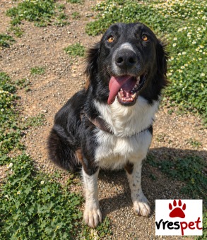 Ράτσα: Κόλι - Collie | Ηλικία: 2 ετών | Φύλο: Θηλυκό | Αρ. Microchip: 0 | Ημίαιμο | Περιοχή: Γλυφάδα, Αττική