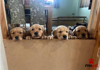 Ράτσα: Γκόλντεν Ριτρίβερ - Golden Retriever | Ηλικία: 2,5 μηνών | Φύλο: Θηλυκό | Αρ. Microchip: 9745854690277 | Ιδιώτης | Εκπαιδευμένο | Pedigree | Περιοχή: Αττική