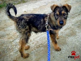 Ράτσα: Άγνωστο - Ημίαιμο | Ηλικία: 5 μηνών | Φύλο: Αρσενικό | Αρ. Microchip: 0000000 | Περιοχή: Κορδελιό Εύοσμος, Θεσσαλονίκη