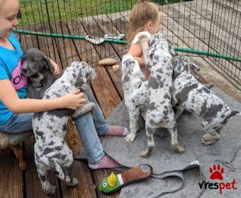 Ράτσα: Μεγάλος Δανίας - Great Dane | Ηλικία: 2,5 μηνών | Φύλο: Αρσενικό | Αρ. Microchip: 985113034734721 | Ιδιώτης | Εκπαιδευμένο | Pedigree | Περιοχή: Αθήνα, Αττική